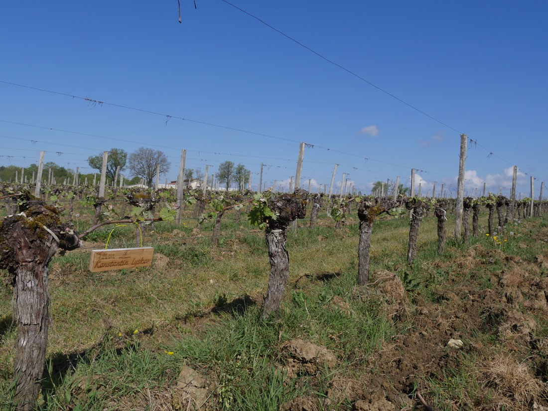 Виноградник на урожай